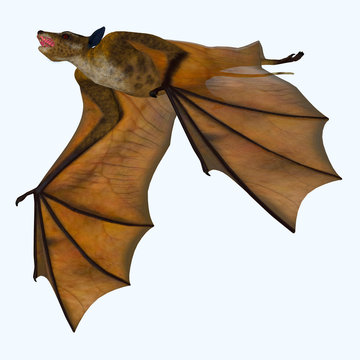 Icaronycteris Bat on White - Icaronycteris index is the first bat known to science and lived in North America in the Eocene Period.