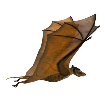Icaronycteris Bat Wings Up - Icaronycteris index is the first bat known to science and lived in North America in the Eocene Period.
