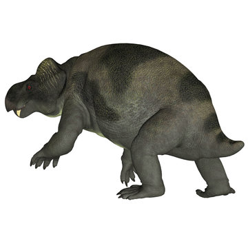 Kannemeyeria Dinosaur Tail - Kannemeyeria was a herbivorous dicynodont dinosaur the lived in South Africa, Argentina, India and China during the Triassic Period.