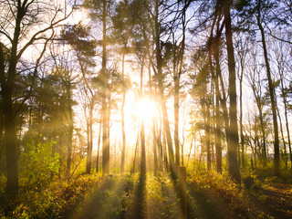 Fototapeta na wymiar Sunlight through the trees