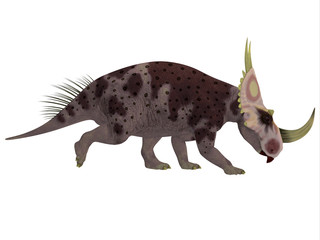 Rubeosaurus Dinosaur Side Profile - Rubeosaurus was a herbivorous Ceratopsian dinosaur that lived in North America during the Cretaceous Period.