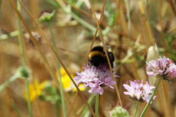 A  bumblebee foraging a pink flower, spring season