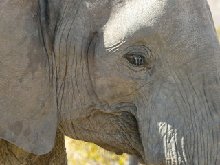 African Elephant in the Mapungubwe National Park