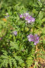 Phacelia is a good melliferous and green enrichment
