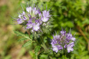 Phacelia, which is good melliferous and green enrichment