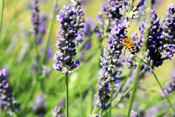 Bee foraging in a lavender field