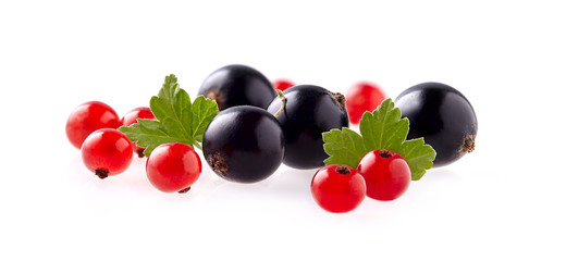 Naklejka na ściany i meble fresh red and black currant berries photographed closeup isolated on a white background