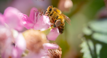 Biene beim Pollen einsammeln als Makro