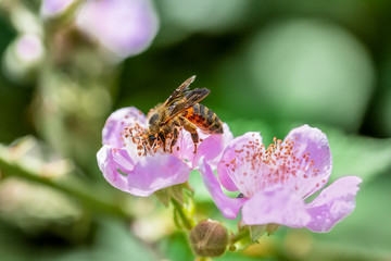 Wildbiene im satten Orange beim Pollen sammeln als Makro