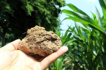 Agricoltura - un pugno di terra nel campo di pannocchie