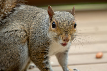 Squirrel