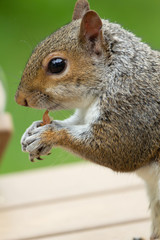 Squirrel