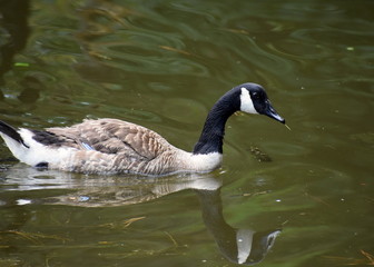 Closeup of  Canada Goose paddling on water