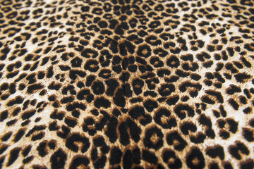 wild animal pattern background or texture