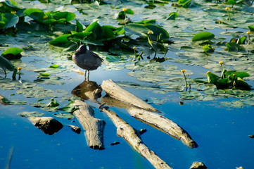 Bl&auml;sshuhn im Feuchtgebiet am Chiemsee