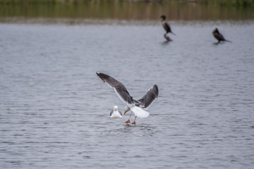 California Seagull with wings spread while softly landing on estuary water surface.