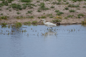 White egret and his reflection stalking the next meal in the pond water of the estuary.