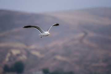 Wings spread as California Seagull soars across Ventura hillsides heading back to the beach