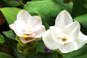 Obraz na płótnie Canvas White Siam tulip flowers is called Krachai flower , Curcuma sessilis flowers field are blooming in rainy season on the mountain beautiful landscape.