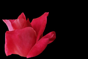 Flower of a red rose on a black background.