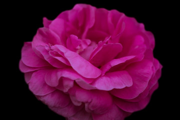 Flower of a peony of pink color on a black background with a small depth of sharpness.