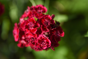 Macro Flowers Carnation