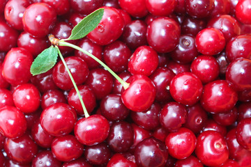 Red ripe delicious cherries background