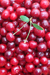 Red ripe delicious cherries background