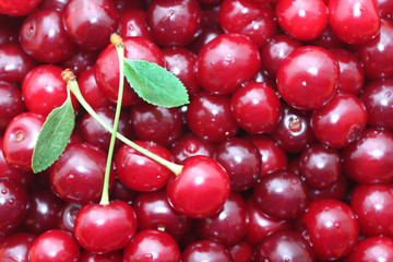 Red ripe delicious cherries background