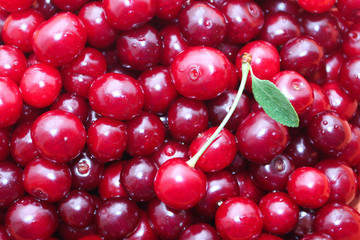 Red ripe delicious cherries background