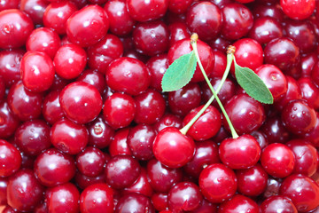 Fototapeta na wymiar Red ripe delicious cherries background