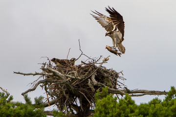 Fischadler versorgt sein Junges