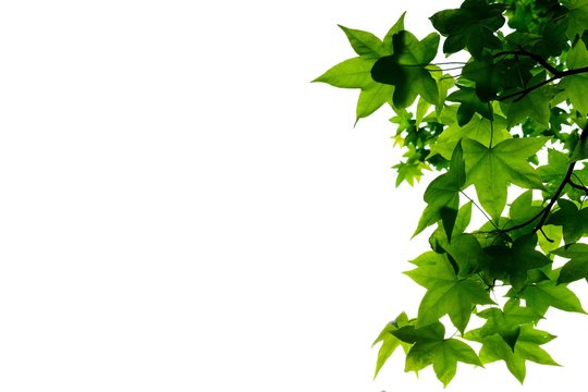 Background image of the green star shape leaves of an American sweetgum gree isolated on white with plenty of space for text