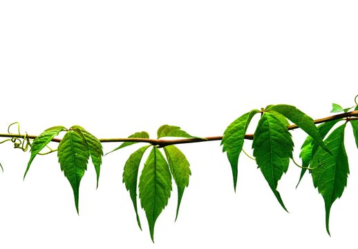 A Virginia creeper vine drapes across a background image isolated on white with space for text