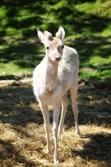 portrait of a Young fallow deer