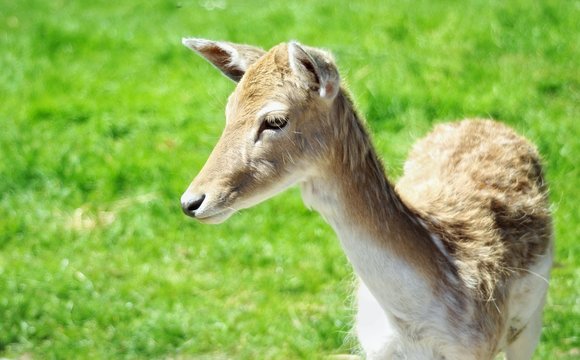 portrait of a Young fallow deer