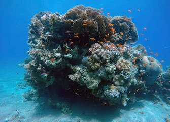 Fototapeta na wymiar Coral reef in the Red Sea next to Eilat