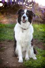 senior mini australian shepherd dog sits on grassy dirt