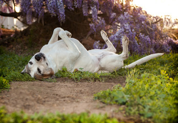 Senior pitbull dog lays on back with  feet in air