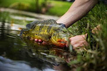 Exotic Peacock Bass