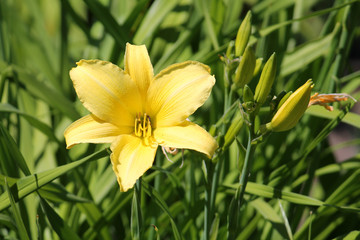 Obraz premium Yellow flower of Hemerocallis lilioasphodelus or yellow daylily