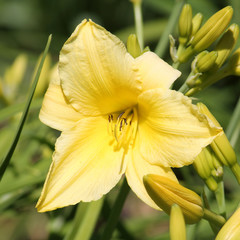 Yellow flower of Hemerocallis lilioasphodelus or yellow daylily