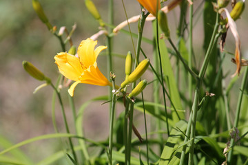 Yellow flower of Hemerocallis middendorffii or Amur daylily