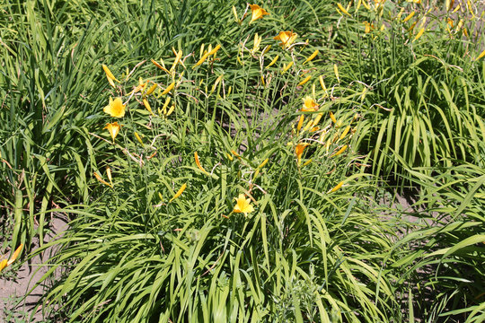 Hemerocallis middendorffii or Amur daylily. General view of flowering plant
