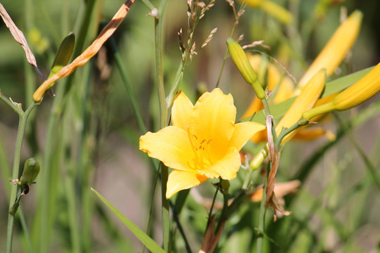 Yellow flower of Hemerocallis middendorffii or Amur daylily