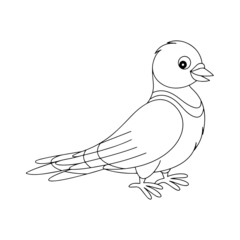 Pigeon cartoon illustration isolated on white background for children color book