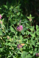 Schmetterling auf Blüte