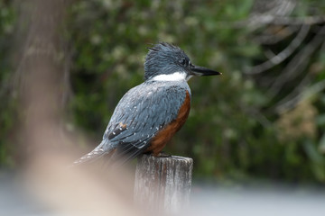 Kingfisher watching the surroundings