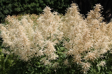 White flowers of Aruncus dioicus or goat's beard in garden