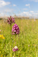 Orchidées sauvages sur fond de paysage